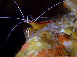 Cleaner shrimp taken at Hin Daeng/South Thailand with Fuj... by Patrick Neumann 